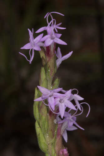 Liatris chapmanii #13